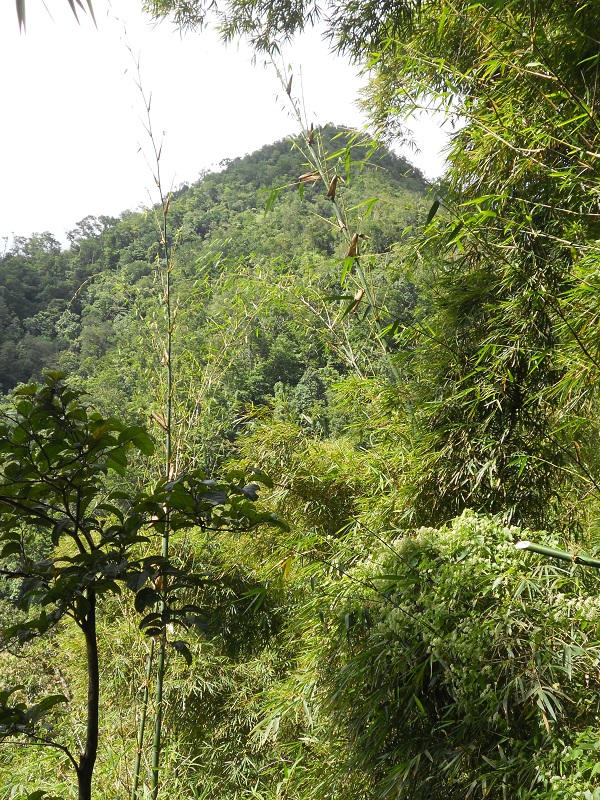 Look Out Bump Cunha Cunha Pass Trail