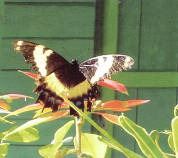 Giant Swallowtail Butterfly at Ambassabeth